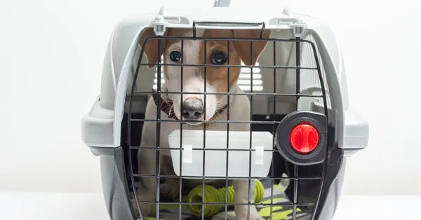 Zwierzęta w samolocie - zasady przewozu zwierząt na pokładzie samolotu